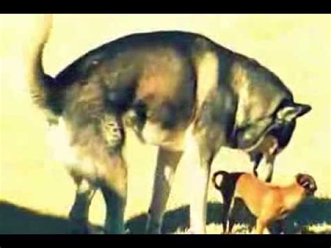 big and small dogs mating|big dog mating small successfully.